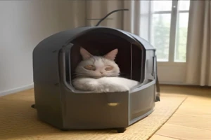 Faciliter l'accès aux lieux de vie surélevés (canapé, lit) pour son chat âgé